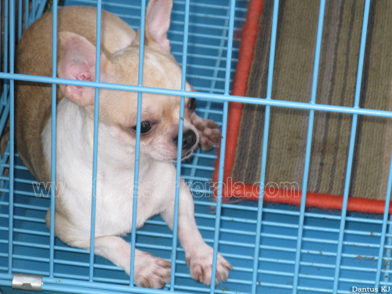 Mannuthy-Thrissur-Dog-Show-2011 (42)